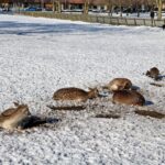 Het Hortensiapark ligt nog in een dik pak sneeuw.