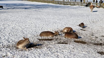 Het Hortensiapark ligt nog in een dik pak sneeuw.