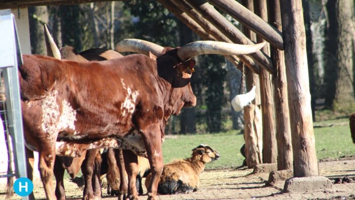 Stichting Dierenpark Helmond reageert op geruchten over misstanden in Warandepark