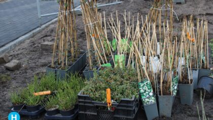 Idee voor Tiny Forest; eerst onderzoek locaties woningbouw