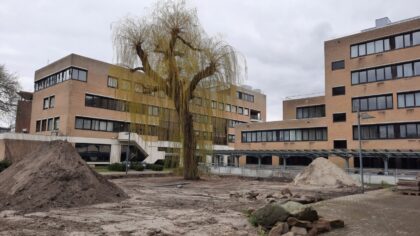 Verplaatsen treurwilg vertraagd door bodemvervuiling