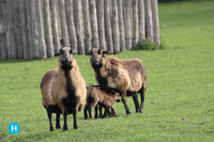 Dierenverblijven Warandepark