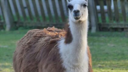 Een nieuwe date voor lamaman in dierenpark de Rippert