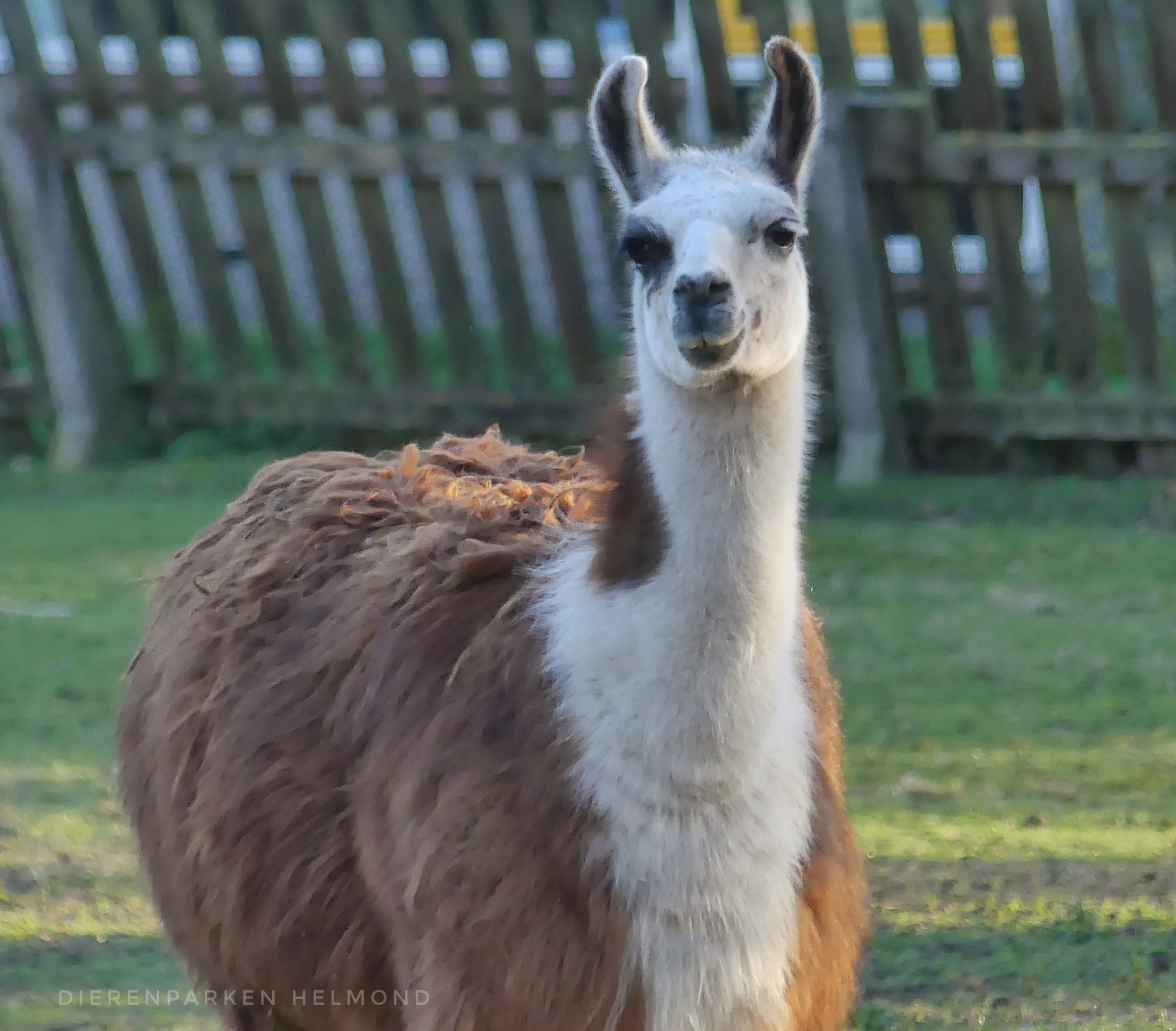 Een nieuwe date voor lamaman in dierenpark de Rippert
