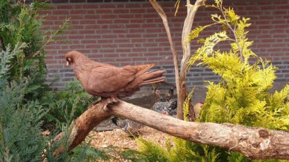 Nieuwe volières voor dierenpark De Warande