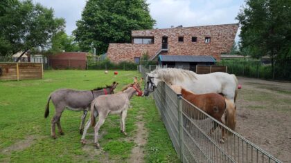Twee nieuwe ezeltjes bij de Veldhoeve