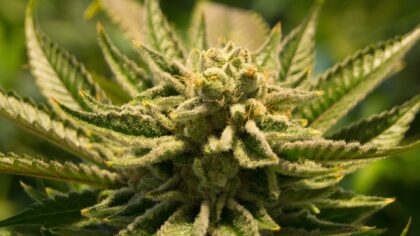 Mogelijk meer coffeeshops in Helmond