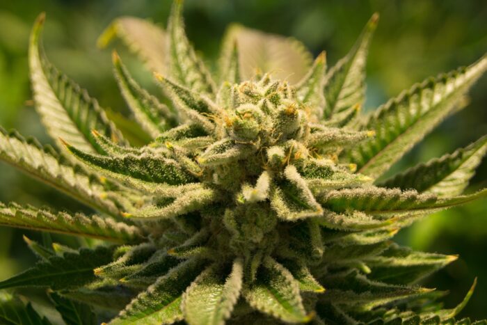 Mogelijk meer coffeeshops in Helmond