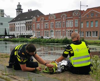 Ree gered uit Zuid-Willemsvaart