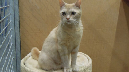 Dier van de week Maya
