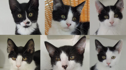 Dier van de week zwart/witte kittens