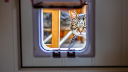 Kattenluiken ook voor honden