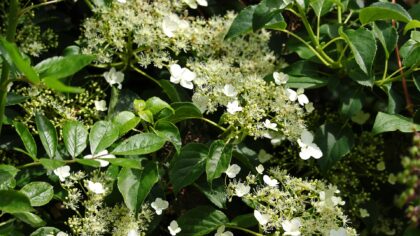 Lezing over klimplanten bij Groei en Bloei Helmond