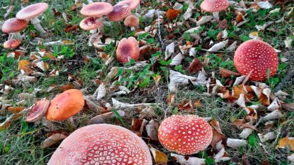 Vliegenzwam parel in de natuur