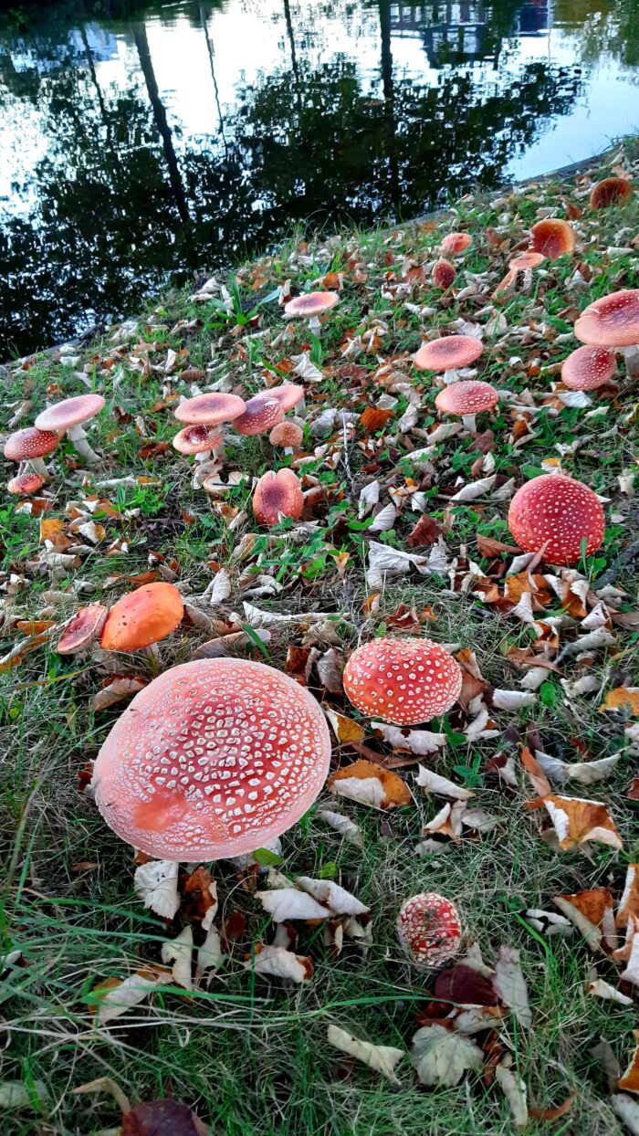 Vliegenzwam parel in de natuur