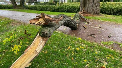 Harde wind rukt veel takken van de bomen