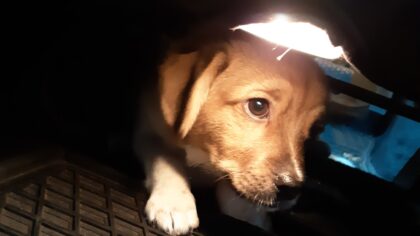 Politie ontfermt zich over puppy na brandmelding