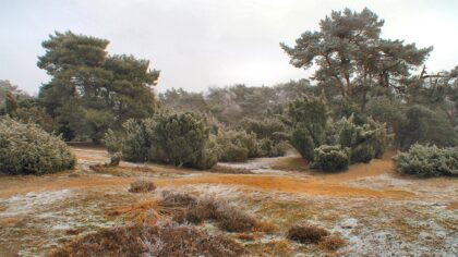 Doorstapwandeling op Brouwhuissche Heide