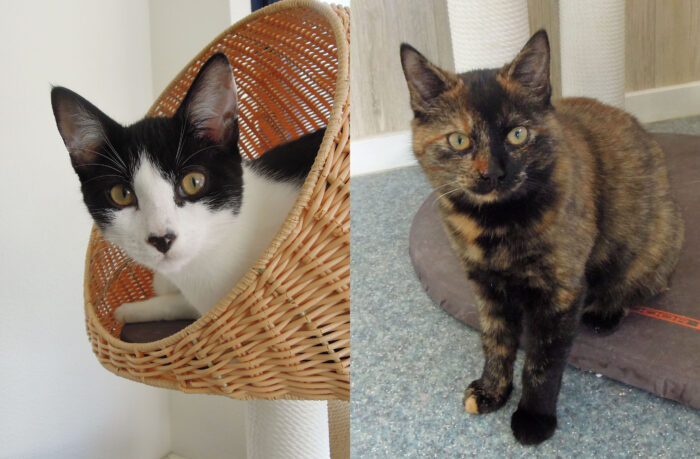 Dieren van de week Tripp en Elva
