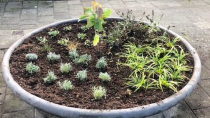 Nieuwe planten voor bloembakken in Apostelwijk