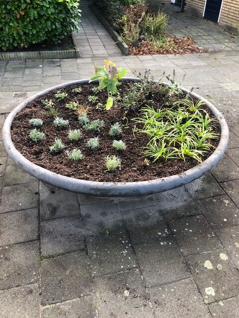 Nieuwe planten voor bloembakken in Apostelwijk
