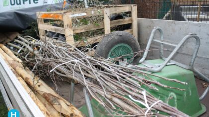Skatepark Tienerhuis groener door aanplant bomen