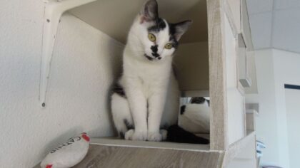 Dier van de Week Leisa