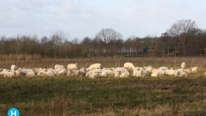 Schaapskudde te gast in Brouwhuis