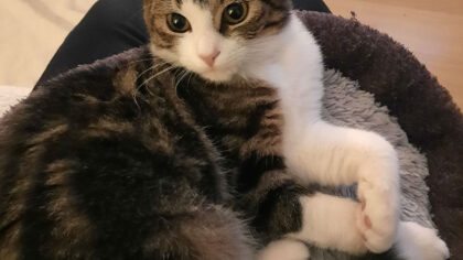Dier van de Week Sasha
