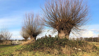 Hulp gezocht wilgen knotten in Brandevoort-Zuid