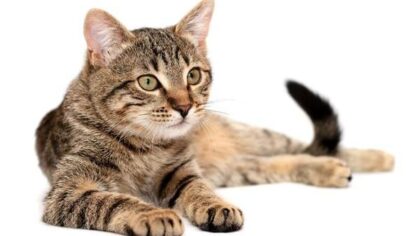 Castratie- en chipactie van katten in Helmond