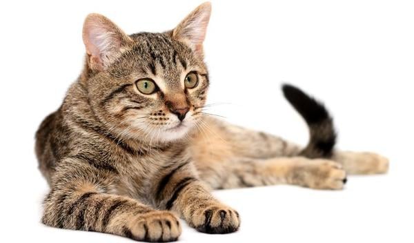 Castratie- en chipactie van katten in Helmond