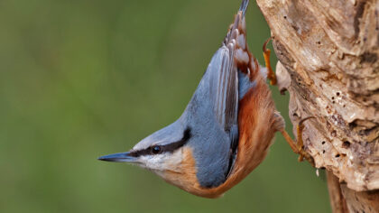 Vogelcursus IVN met excursies