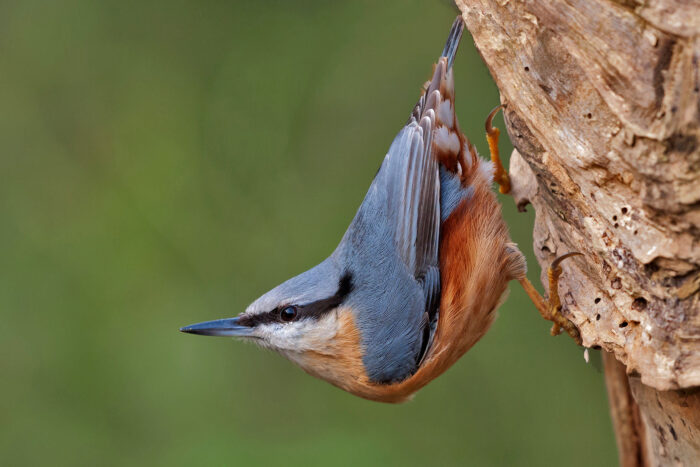 Vogelcursus IVN met excursies