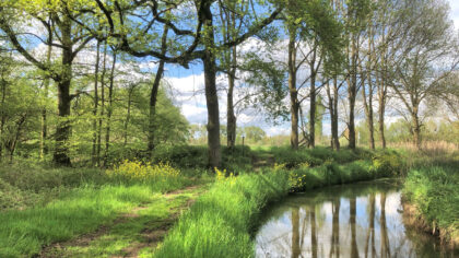 Voorjaarswandeling in het Coovelsbos