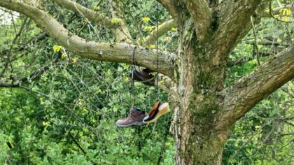 Een bijzondere gebeurtenis  in het Warandepark