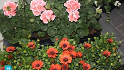 Plantenactie Leonardus brengt kleur en fleur