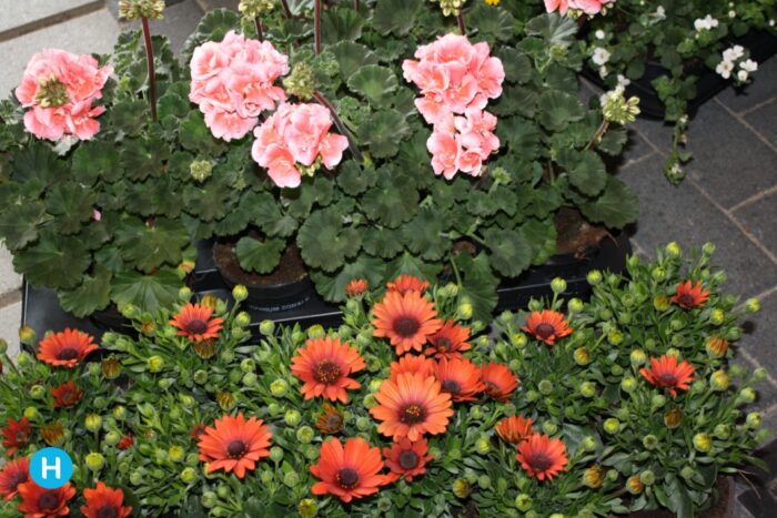 plantenactie
