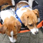 hondjes