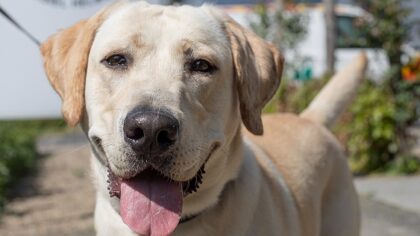 Dier van de Week Otis