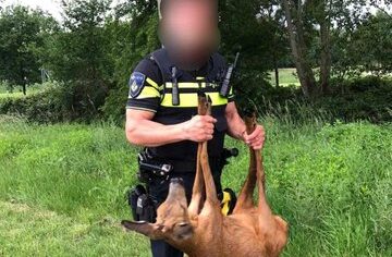 Politie redt ree uit het kanaal