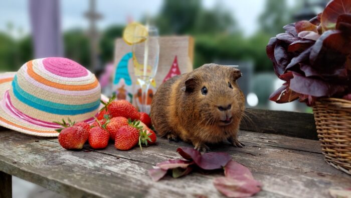 Stadstuin houdt Open Tuindag met ‘Fruitfeest’