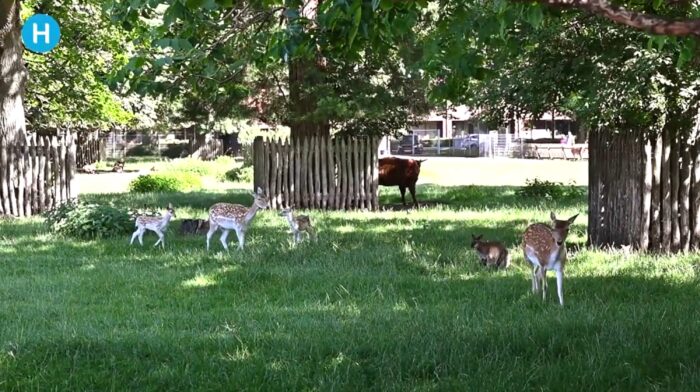 Zoektocht naar ‘haakjes voor beweging’ in Helmond-Oost