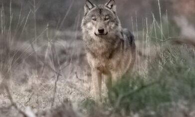 De Wolf in Nederland