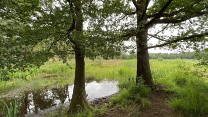IVN wandeling Molenheide