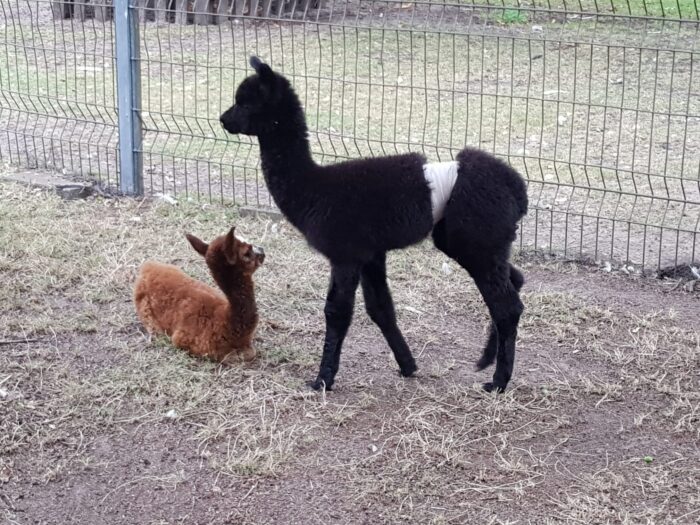 Dierenparken Helmond vraagt uw steun voor twee jonge alpaca’s