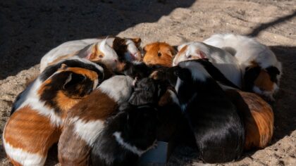 Wist jij dat in het Warandepark de cavia’s een geliefde attractie zijn?