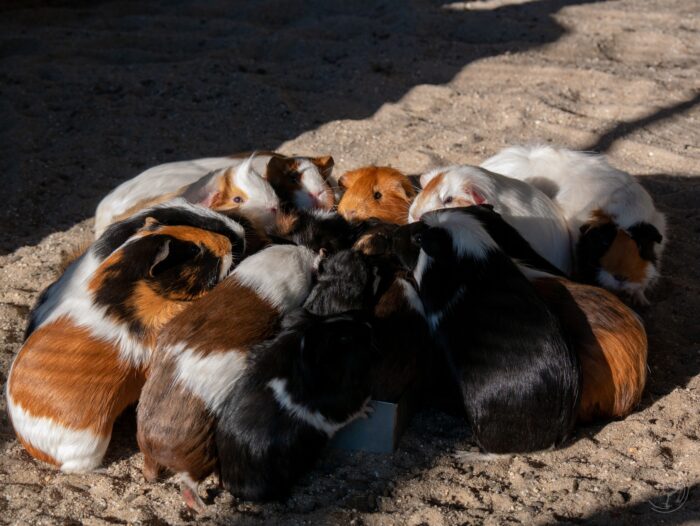 Wist jij dat in het Warandepark de cavia’s een geliefde attractie zijn?