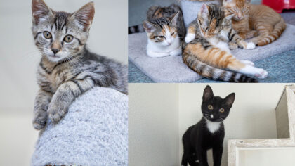 Kittens