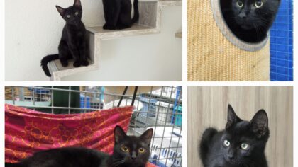 Zwarte katten